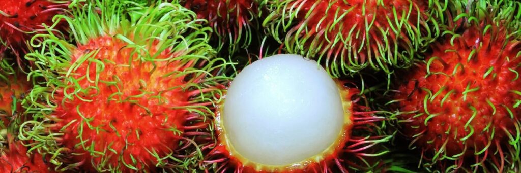 Fruteria MJ Gonzalez